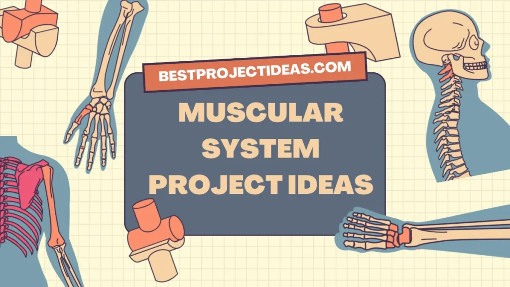 Muscular System Project Ideas