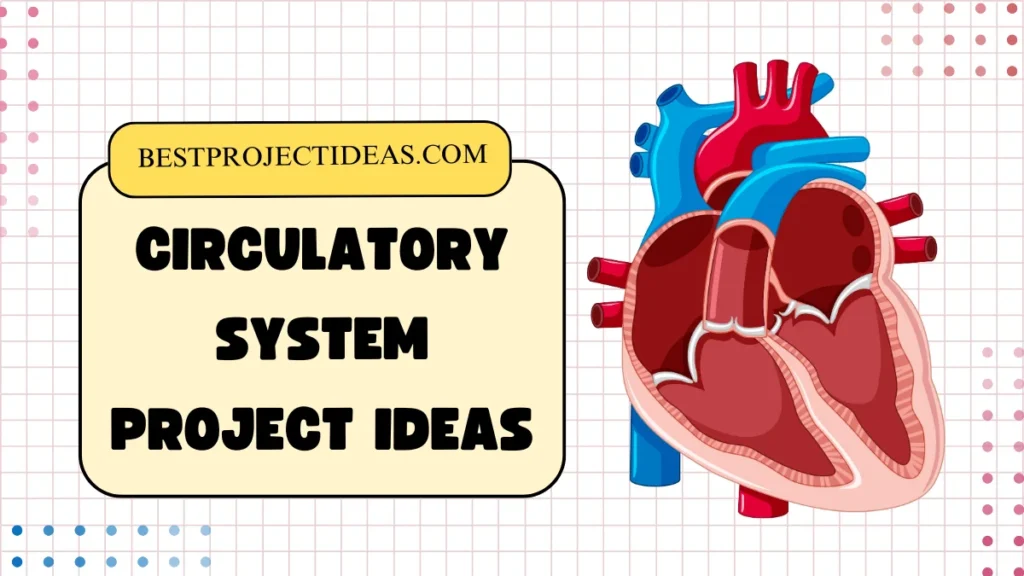 Circulatory System Project Ideas