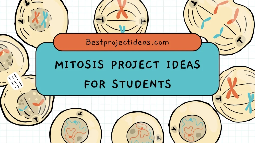 Mitosis Project Ideas for Students
