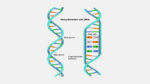 251+ DNA Model Project Ideas For Students | Best Collection!