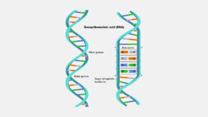 251+ DNA Model Project Ideas For Students | Best Collection!