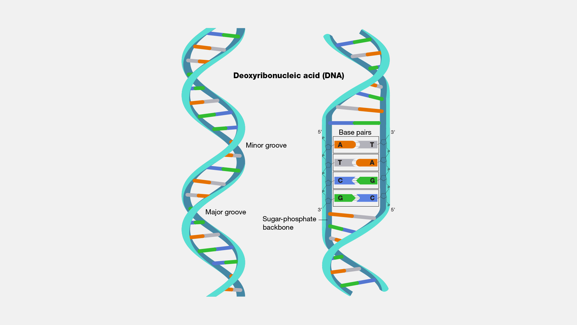 251+ DNA Model Project Ideas For Students | Best Collection!