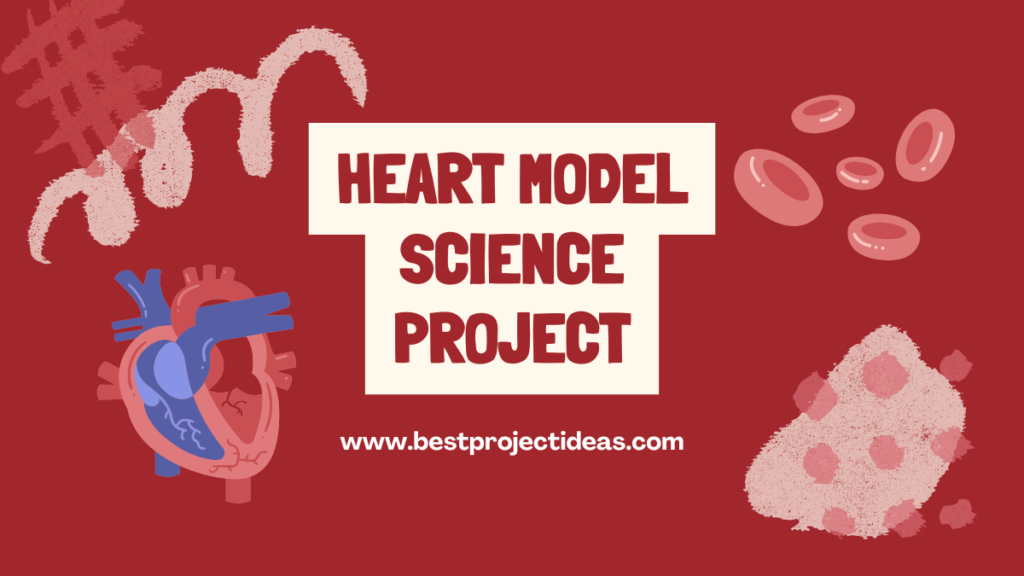 Heart Model Science Project