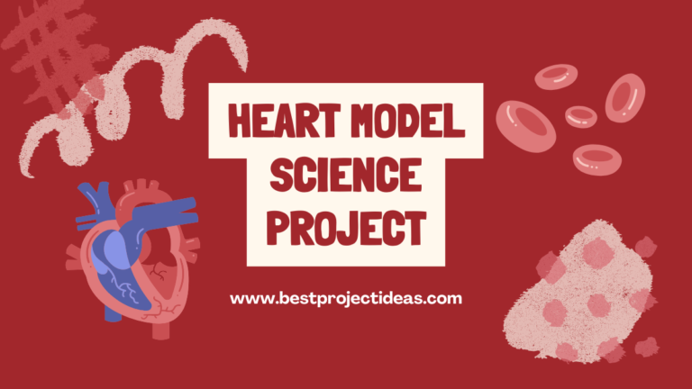 Heart Triangle Project Innovative 199+ Heart Model Science Project 2025-26 - Best Project Ideas